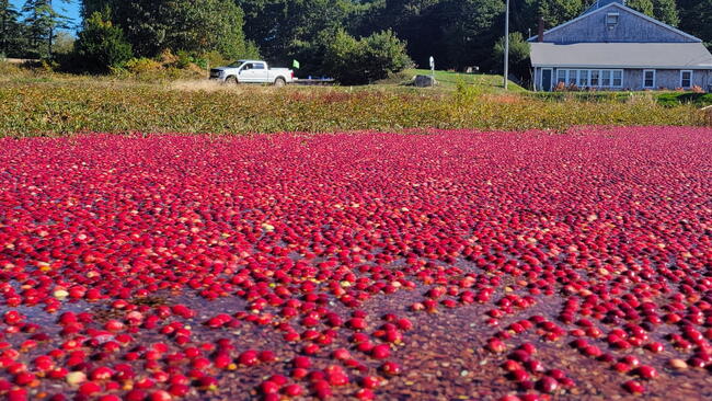 cranberry bogs