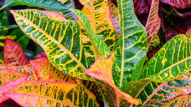 Codiaeum variegatum (Croton, Variegated Laurel, Garden Croton, Orange Jessamine) ; An outstanding colorful, multicolor and shapes of leaves textures. Ornamental plants. close up, natural sunlight.