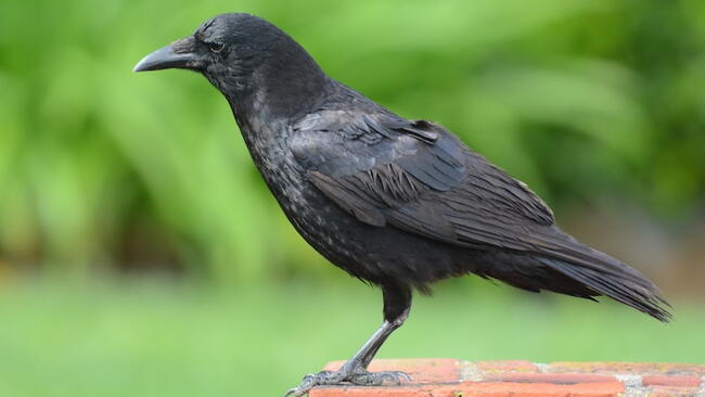 American Crow, Corvus brachyrhynchos, standing on a brick post in a suburban garden