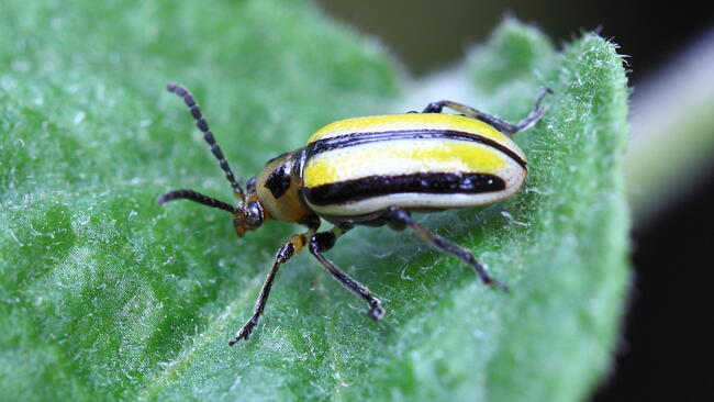 Striped cucumber beetle on a leaf