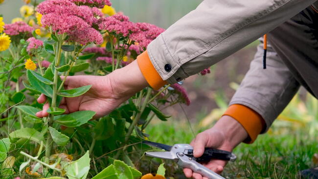 Men's hands cutting plants in their personal garden in autumn to prepare for the winter season