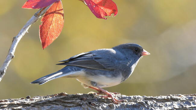 Junco