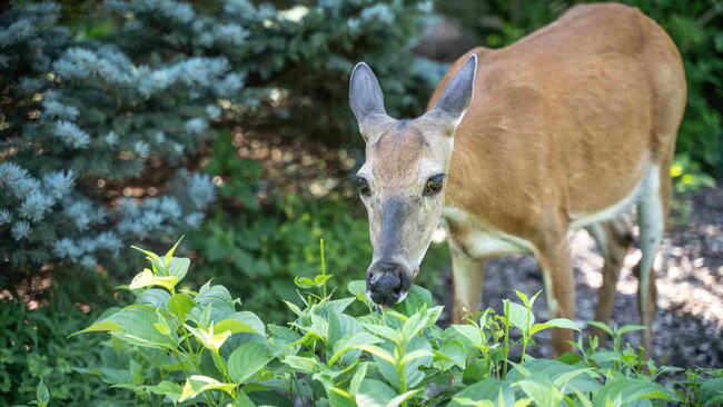white-tailed deer eating plants in a garden