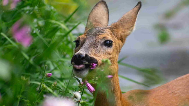 Deer munching on pink mallow flowers