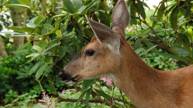 deer in garden
