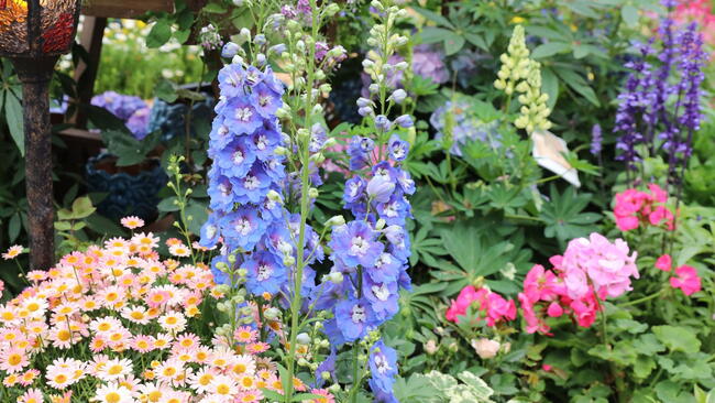 purple delphinium flowers in a cottage garden