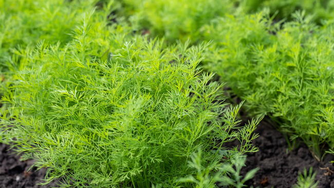 Fresh dill Anethum graveolens growing on the vegetable bed. Annual herb, family Apiaceae.