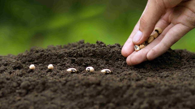 Hand planting seeds in rich soil to start a garden.