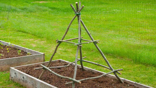 Bean teepee trellis made from ash saplings in a raised garden