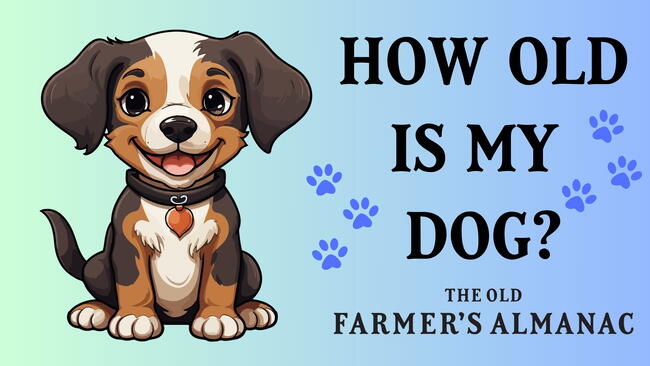 Dog Age Calculator and Converter hero image