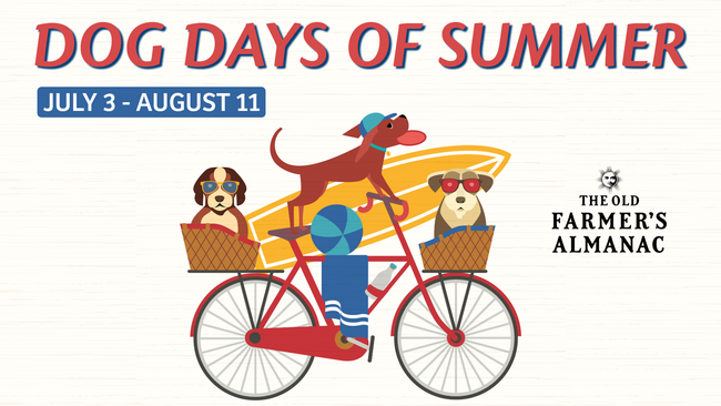illustration of dogs on a bicycle for dog days of summer