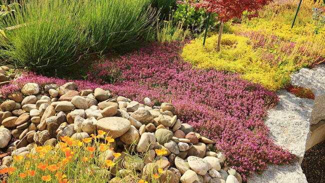 Drought-tolerant garden with thyme, sedum, lavender and California poppies planted among stones