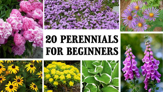 easy perennial flowers for beginners. Pink peonies, purple phlox, purple asters, black-eyed susans, yellow spurge, hosta, pink foxglove 