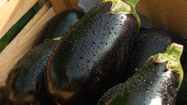 harvested purple eggplant in a wooden crate