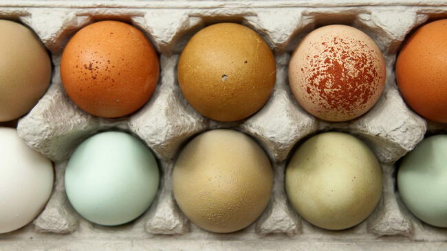 Colorful organic chicken eggs in a egg carton. These eggs were produced in small batches by a variety of chicken species so they appeared in different colors, patterns, and sizes.