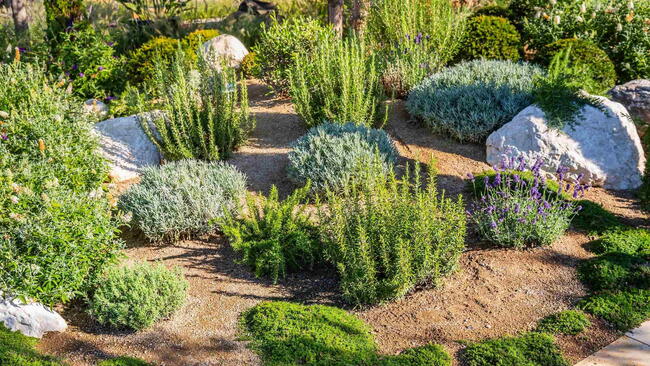 Sloped garden bed with flowering ground covers and shrubs helping prevent soil erosion.