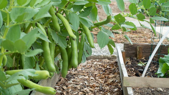 Fava Beans (Broad Beans) growing in the garden