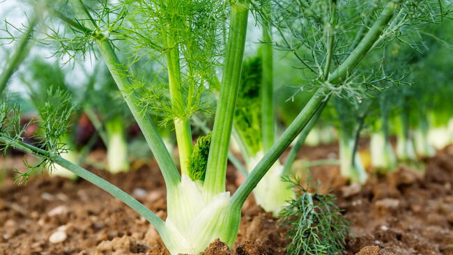 Fennel Bulb growing in the garden