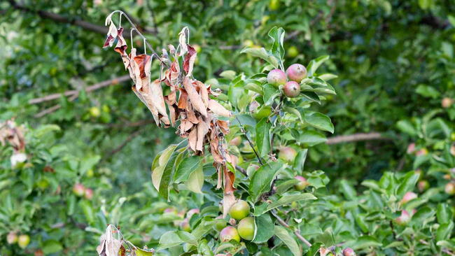 Bacterial burn on young apple tree branches in the garden. g