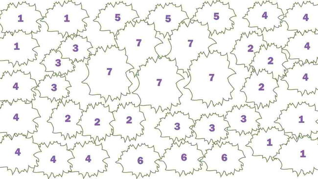 Perennial Flower Plan Colorful