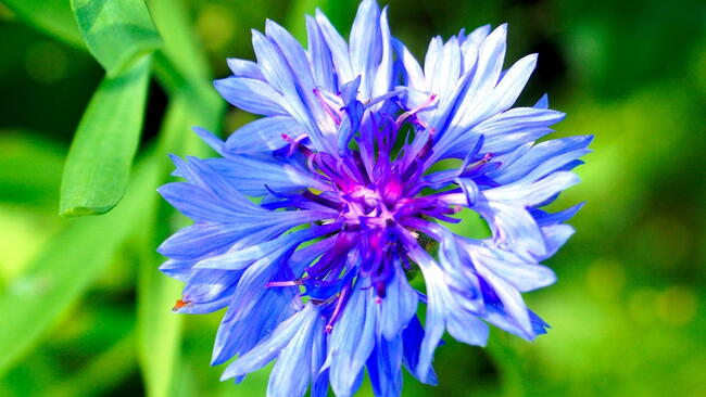 A blue and purple bachelor's button flower
