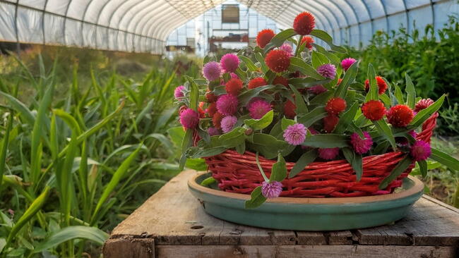 A basket of pink and red gomphrenas in a greenhouse 