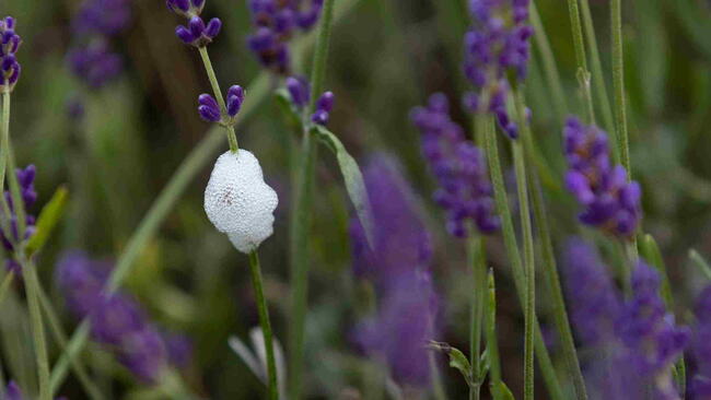 Spittlebug Foam on Flowers