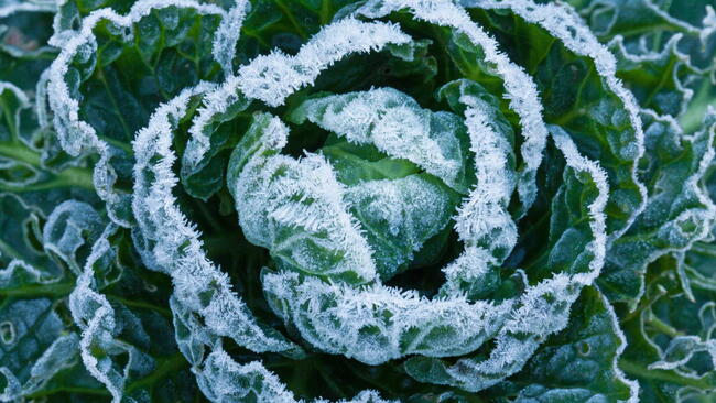 White frost crystals on Brussels Sprouts plant during winter