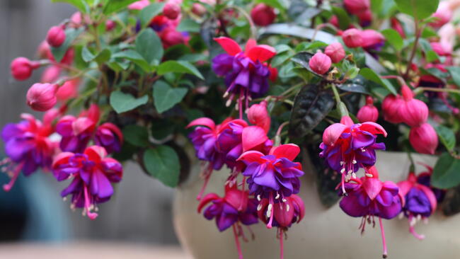 Close-up of pink fuchsia in a white container