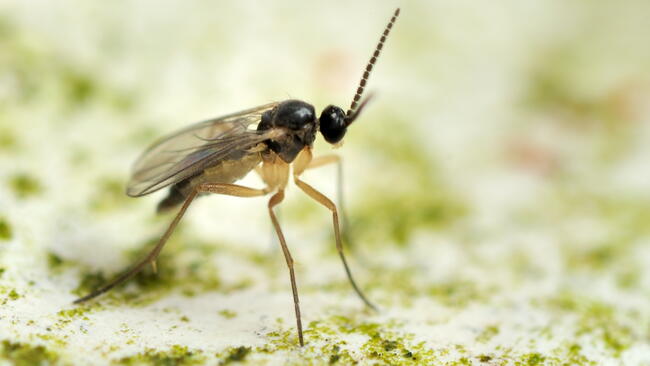 fungus gnat on a plant leaf