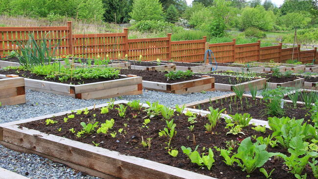 raised beds, plan your garden