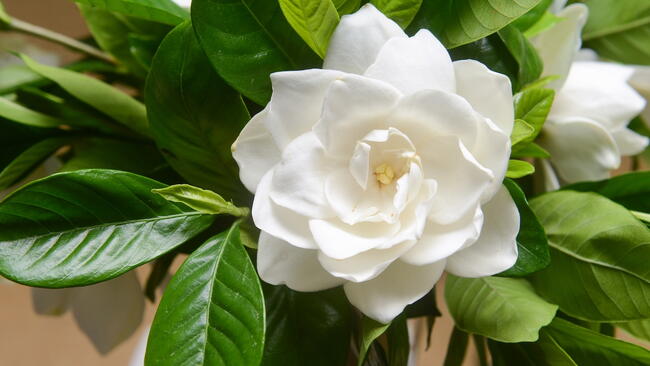 white gardenia flower