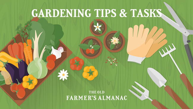 Gardening Tips and Tasks