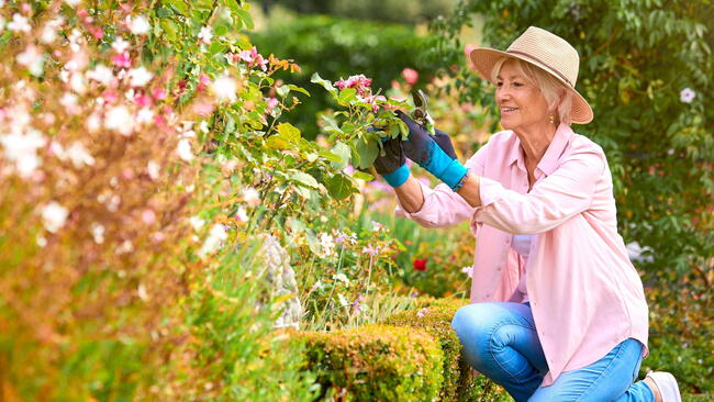 Senior Retired Woman Outdoors At Home Working In Summer Garden 