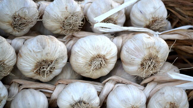 Garlic bulbs being prepared to be planted in the fall