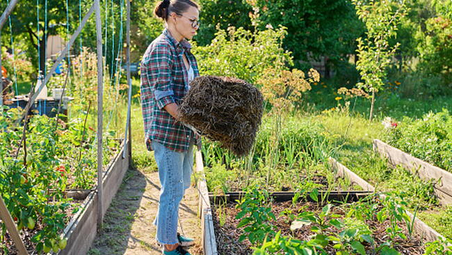 Woman adding mulch to raised-bed vegetable garden during summer