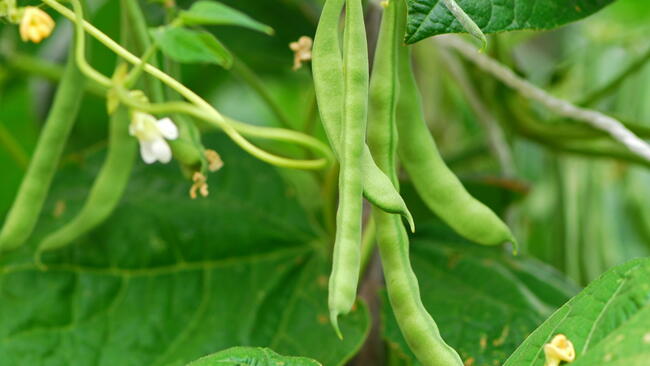 green beans growing in the garden