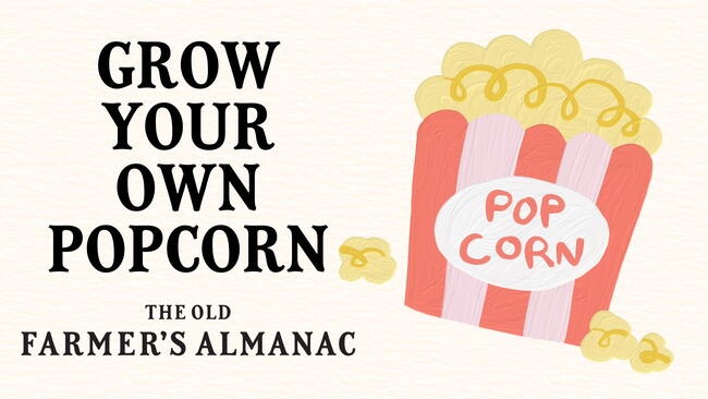 grow your own popcorn, illustration of popcorn
