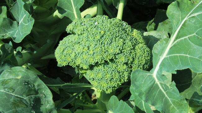 broccoli growing in the garden