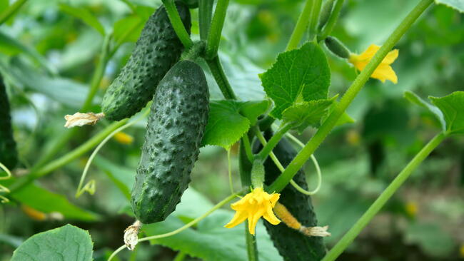 cucumbers growing on the vine