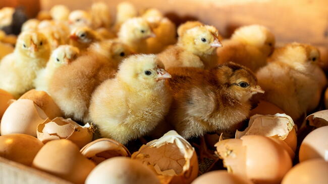 Hatching Eggs
