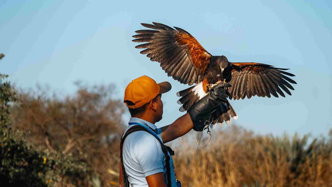 A falconer in a forest setting with a Harris's hawk perched on his gloved handA falconer in a forest setting with a Harris's hawk perched on his gloved hand