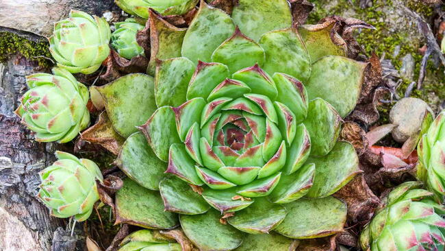 The common houseleek, Sempervivum tectorum, growing outdoors.