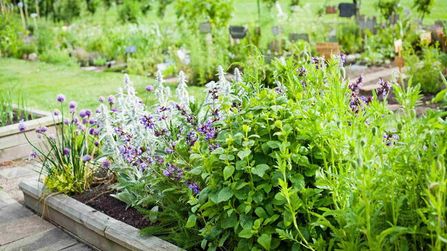 Herbal garden with chives, lavender, rosemary, mint, catnip and many others. 