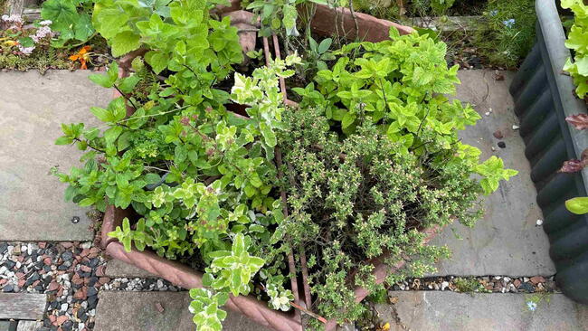 Small herb garden in hexagonal planter