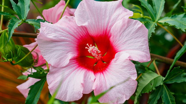 A dinner plate sized Lady Baltimore Pink Hibiscus in the garden.