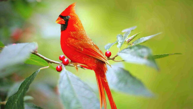 Northern Cardinal perched on a branch with red berries.