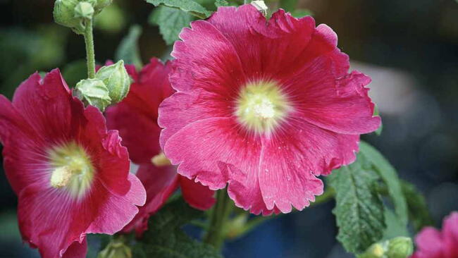 pink hollyhocks