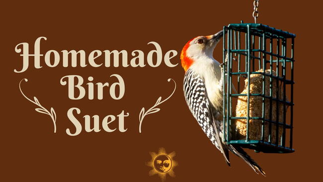 recipe for homemade bird suet, red headed bird on suet cage, suet feeder, text 