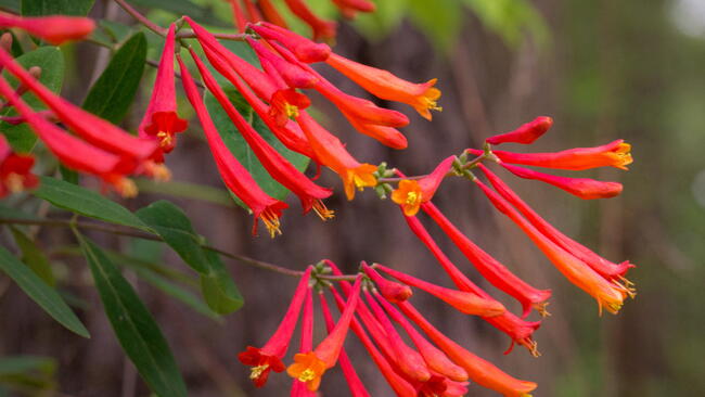 Closeup photo of honeysuckle 